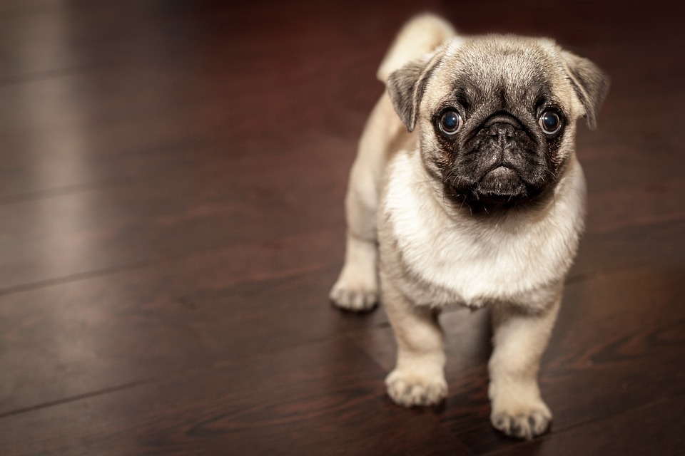 animal14-1537311789469.jpg