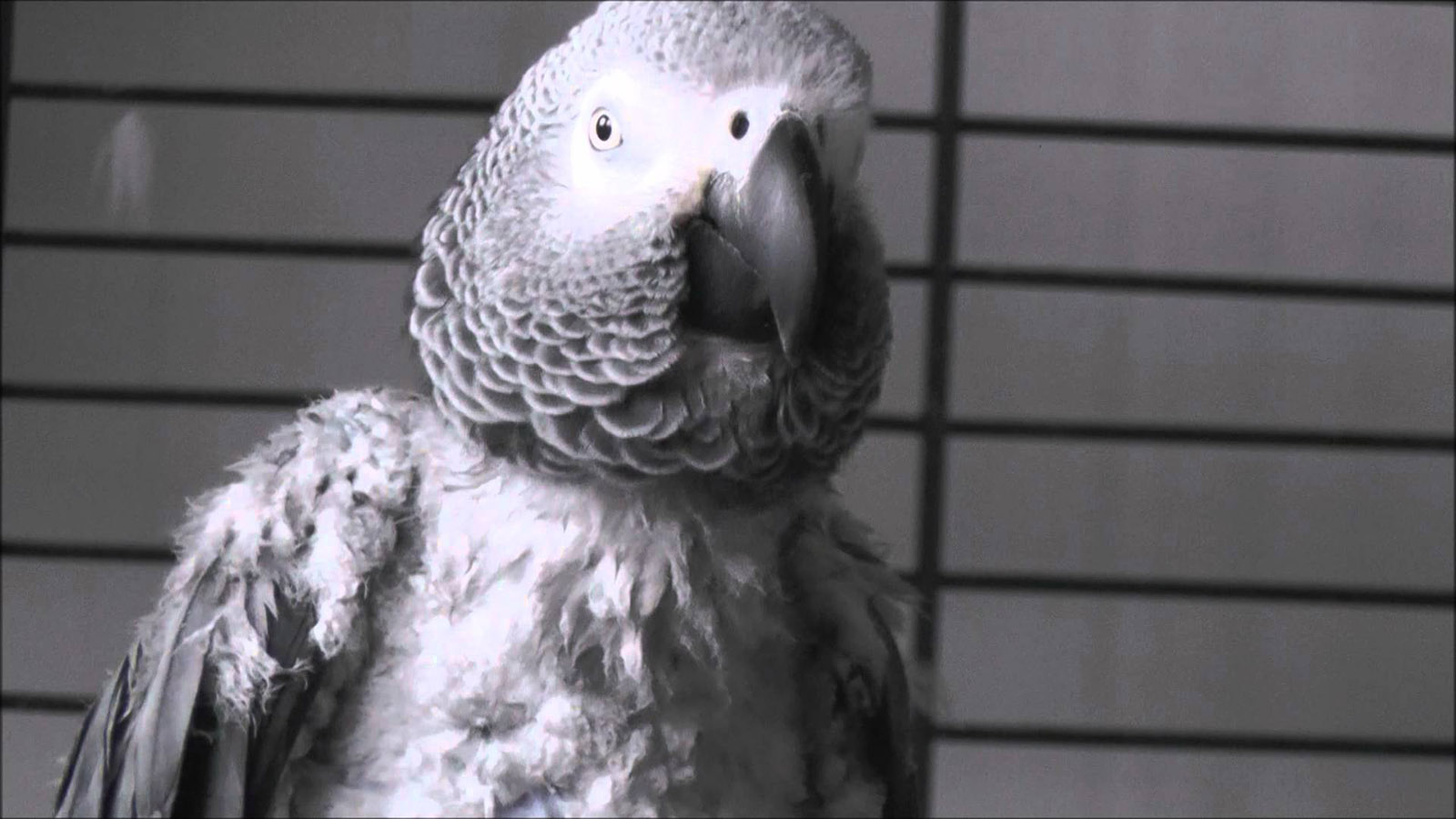 animal17-1537312117682.jpg