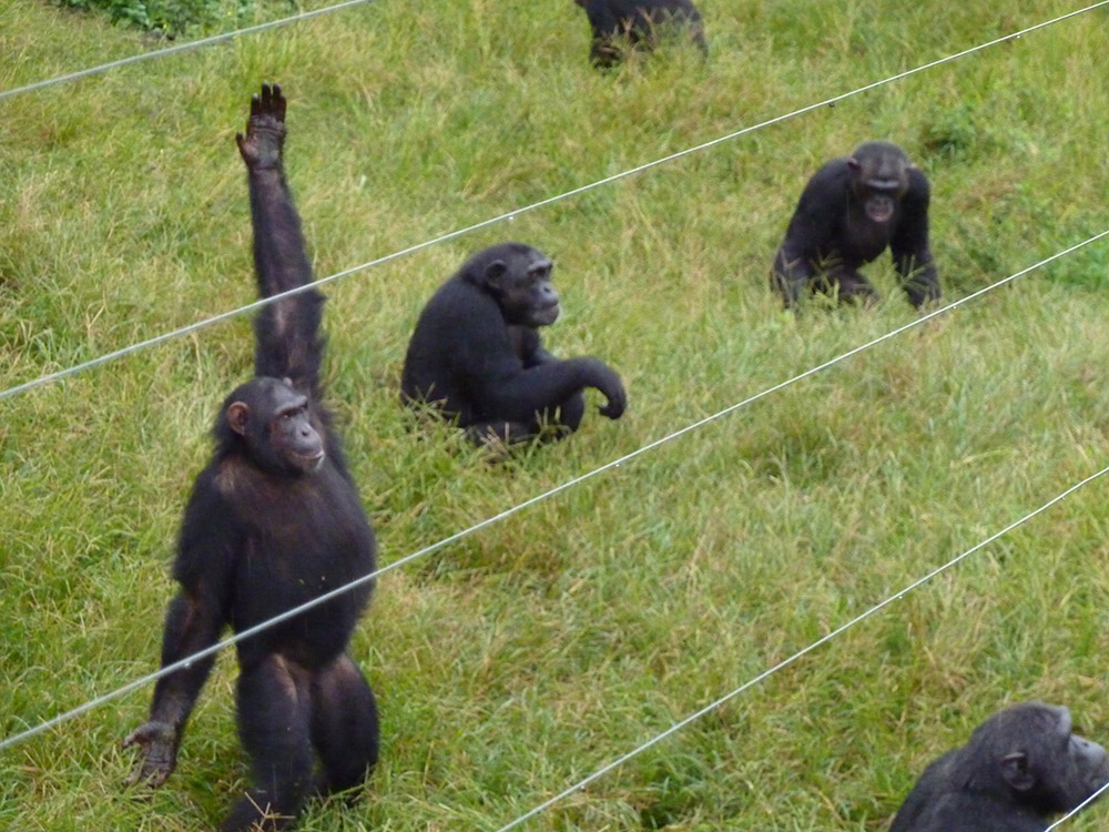 animal20-1537312419793.jpg