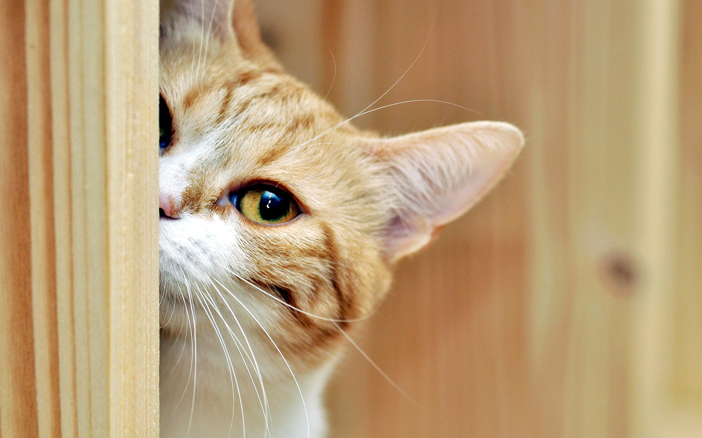 animal21-1537312541868.jpg