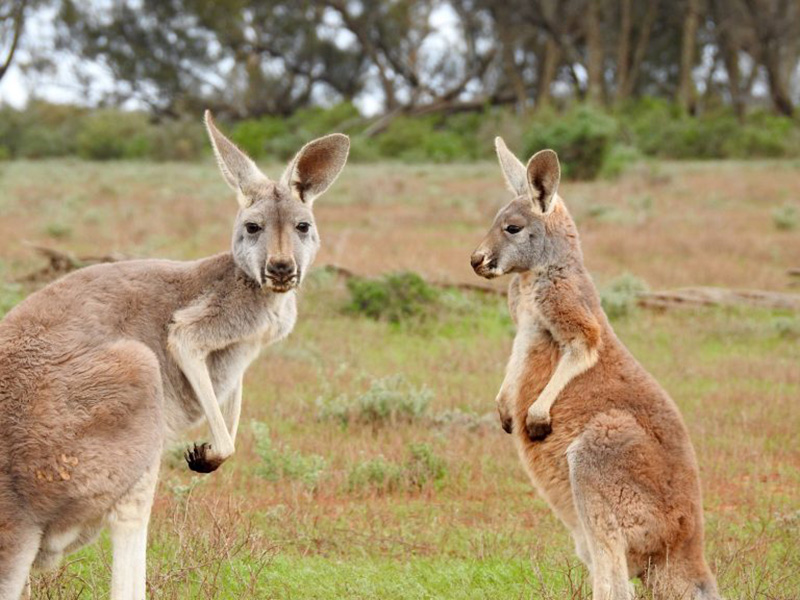 animal23-1537312742854.jpg