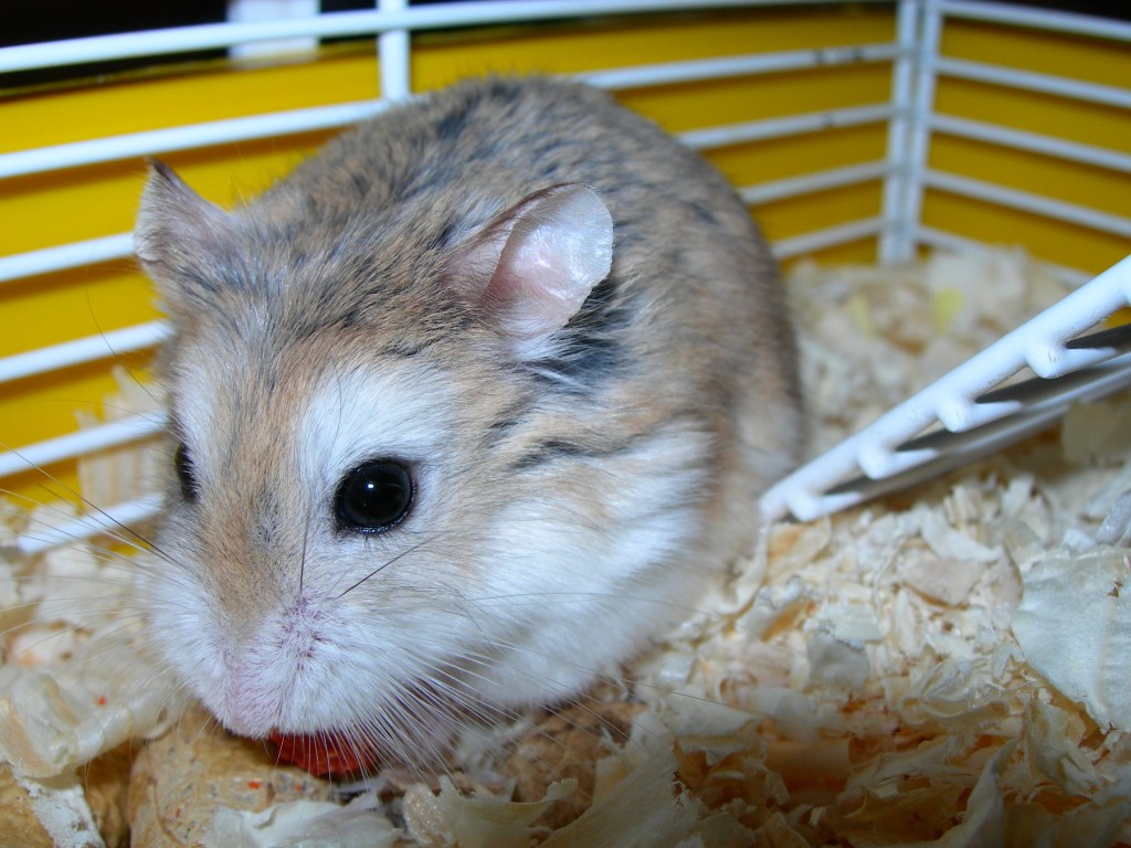 animal29-1537313411779.jpg