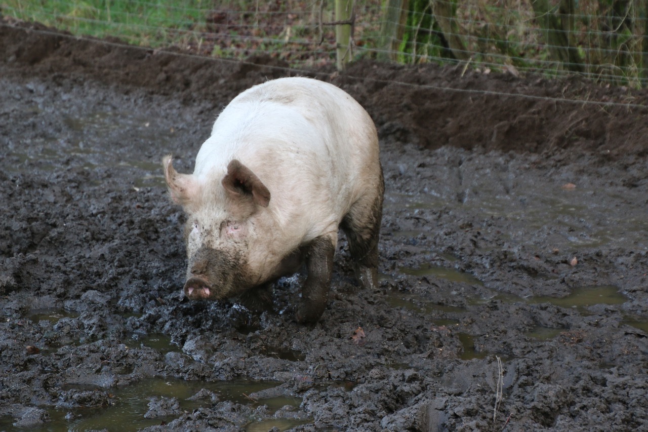 animal31-1537313578163.jpg