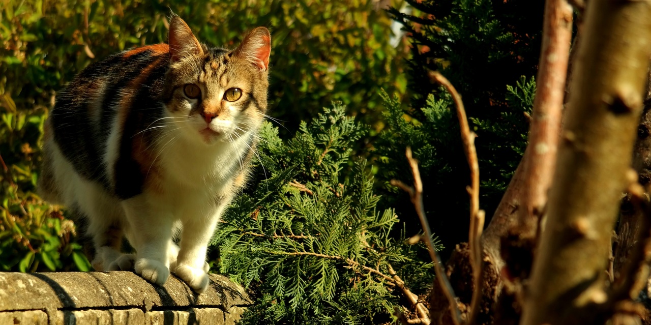 animal36-1537314208061.jpg