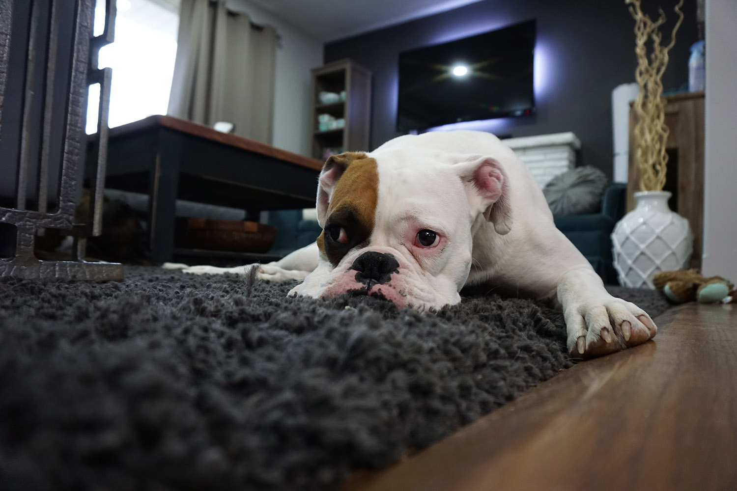 animal4-1537310345180.jpg