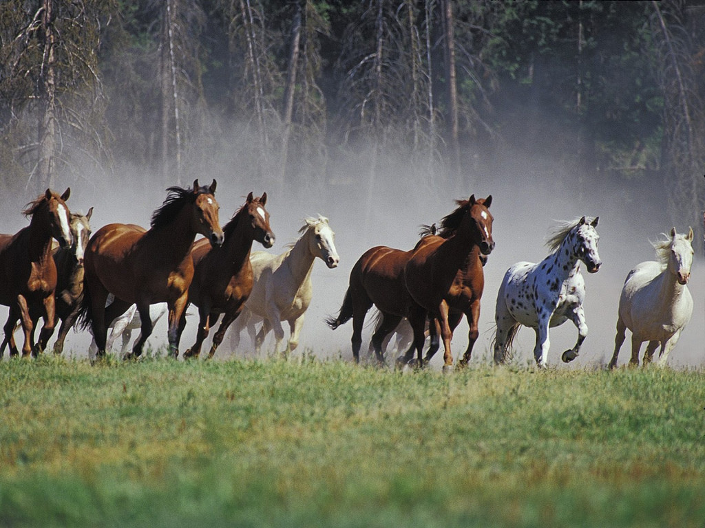 animal5-1537310414802.jpg