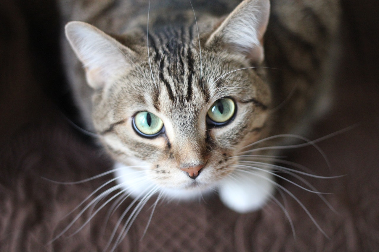 animal6-1537310483742.jpg