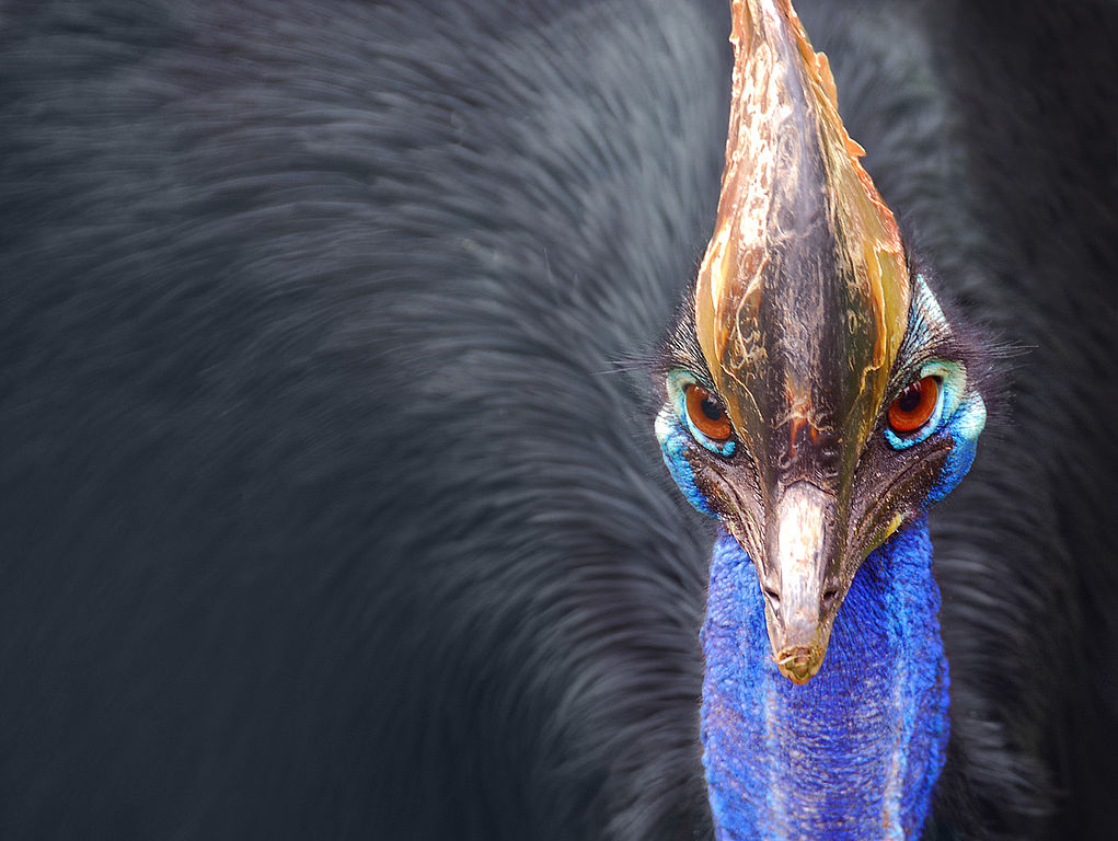 1021px-cassowary_head_frontal-1540784596859.jpg