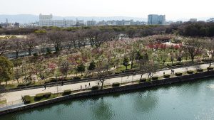Plum_Grove_in_Osaka_Castle_Park_in_201503_008-300x169.jpg