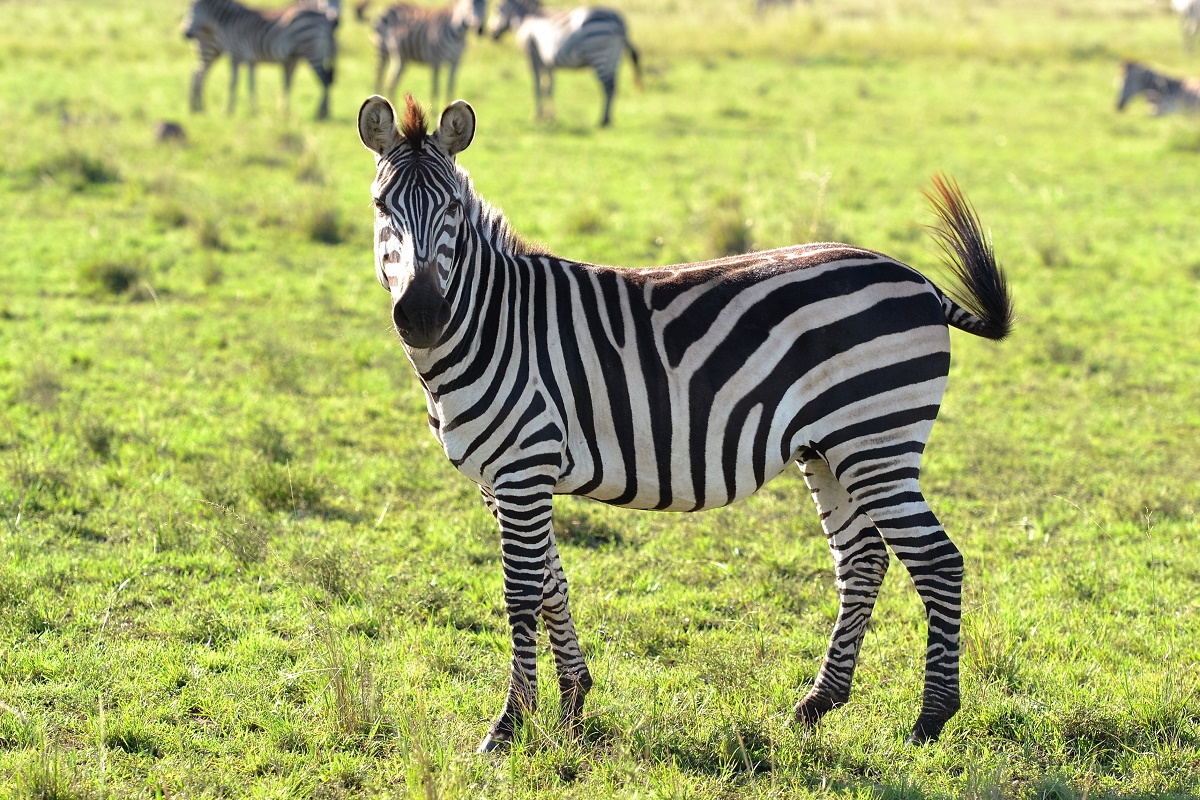 animals-wild-animal-zebra-239773-1541898363315.jpg