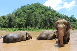 elephant-2647010_1920-300x200.jpg
