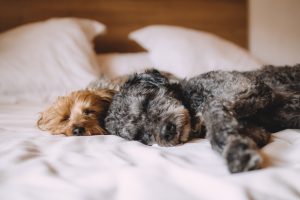 bed-1284238-1-300x200.jpg