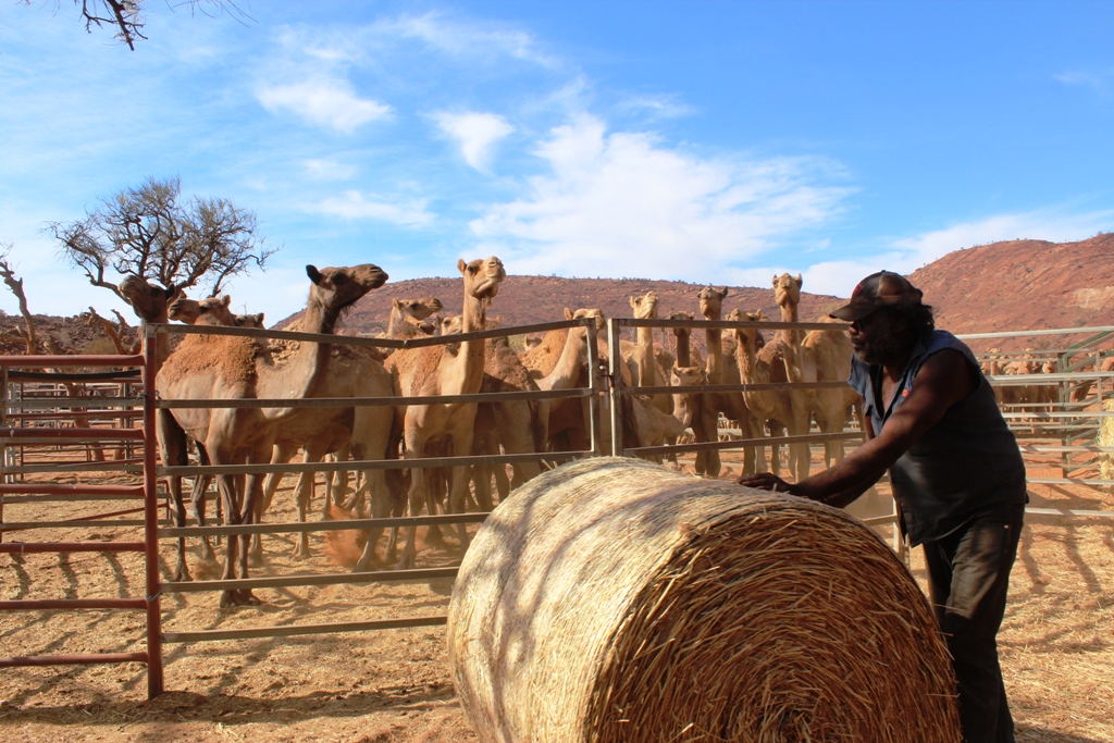 camel_muster_on_apy_lands_australia-1543894625593.jpg