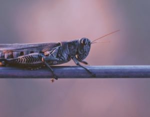 joshua-hoehne-666188-unsplash-300x234.jpg