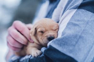 lydia-torrey-563689-unsplash-300x200.jpg