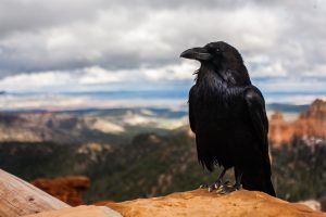 tyler-quiring-21351-unsplash-300x200.jpg