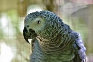 african-grey-parrot-4377951-300x200.jpg