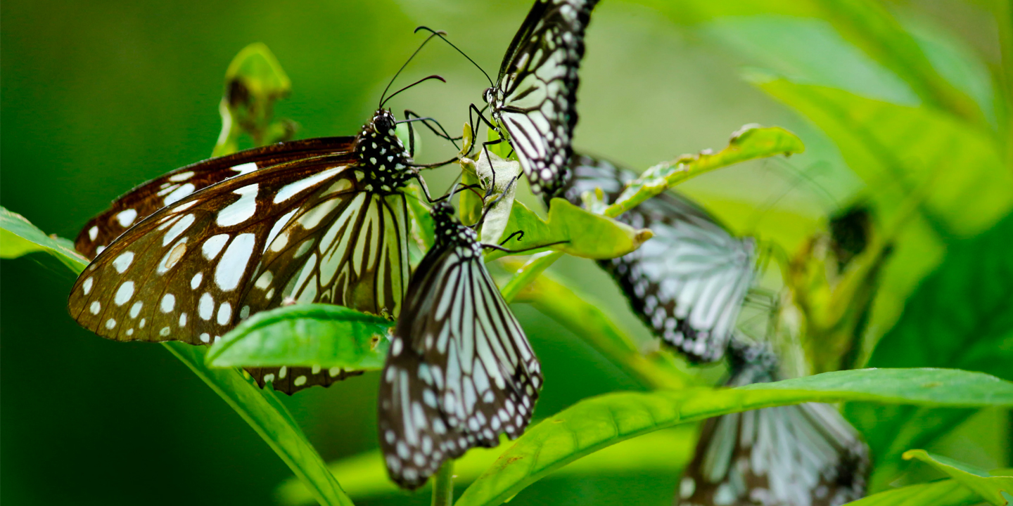 butterprem