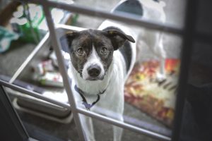 dog-1550413-300x200.jpg