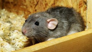 rat-3534317-300x171.jpg