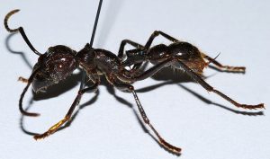 Bullet_Ant_Paraponera_clavata_8430587968-300x177.jpg