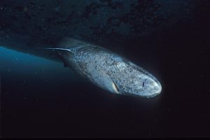 Greenland_shark_profile-300x200.jpg