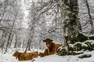 animal-278869-300x199.jpg