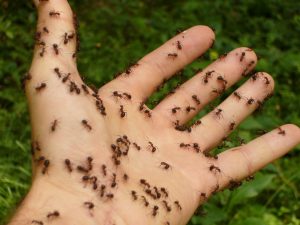 ants-4239-300x225.jpg