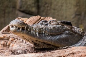 crocodile-2254109-300x200.jpg