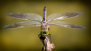 dragonfly-3456317-300x169.jpg