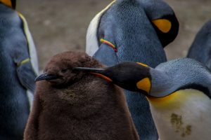 emperor-penguin-1831374-300x200.jpg