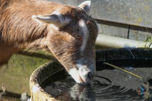 goat-4038781-300x200.jpg