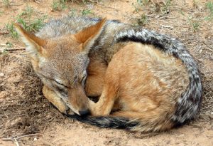 jackal-534833-300x205.jpg