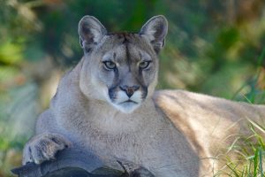 mountain-lion-1577644-1-300x200.jpg