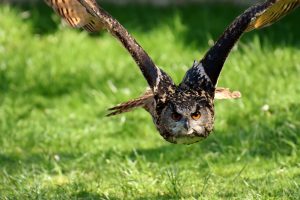 owl-3340957-300x200.jpg
