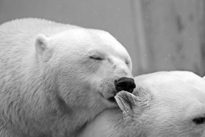 polar-bear-196318-300x200.jpg