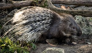 porcupine-3742065-300x172.jpg