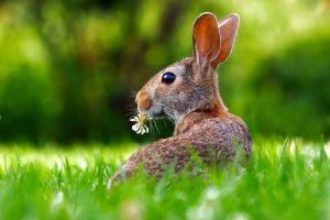 rabbit-1903016-300x200.jpg