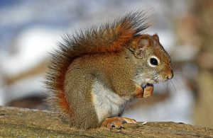 red-squirrel-570936-300x195.jpg