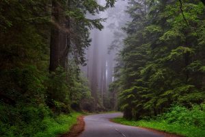 redwood-national-park-1587301-300x200.jpg