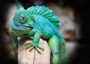 reptile-2042906-300x214.jpg