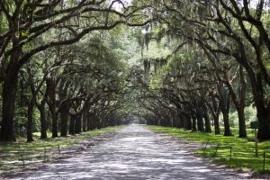 savannah-891648-300x200.jpg