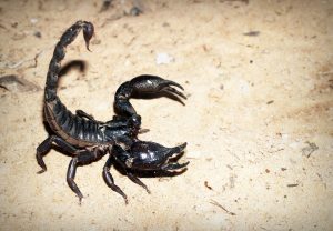 scorpion-931561-300x208.jpg