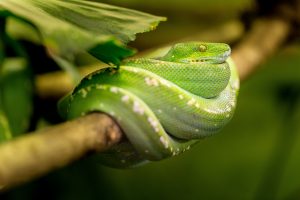 snake-1634293-300x200.jpg