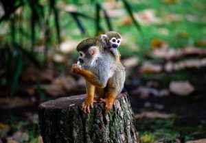 spider-monkey-3808553-300x209.jpg