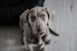weimaraner-1381186-300x200.jpg