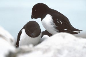 AlleAlle_2-300x200.jpg