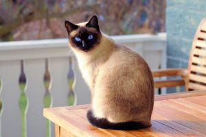 cat-2068462-300x200.jpg