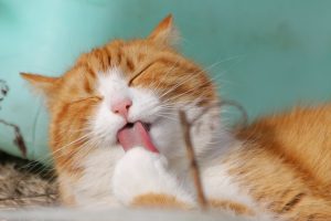cat-323262-1-300x200.jpg