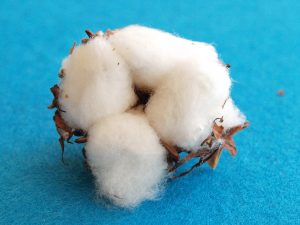 cotton-750982-300x225.jpg